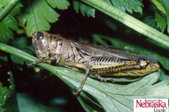 grasshoppers 